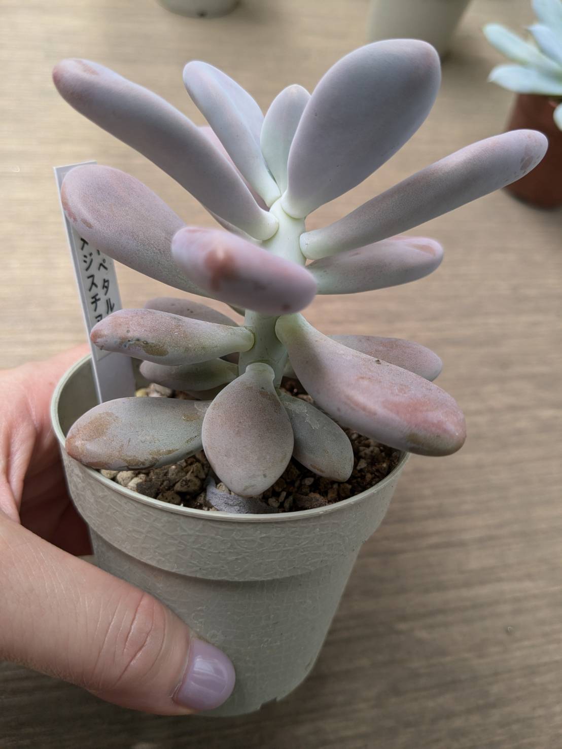 多肉植物が徒長してしまったケース | タニクランドリエル