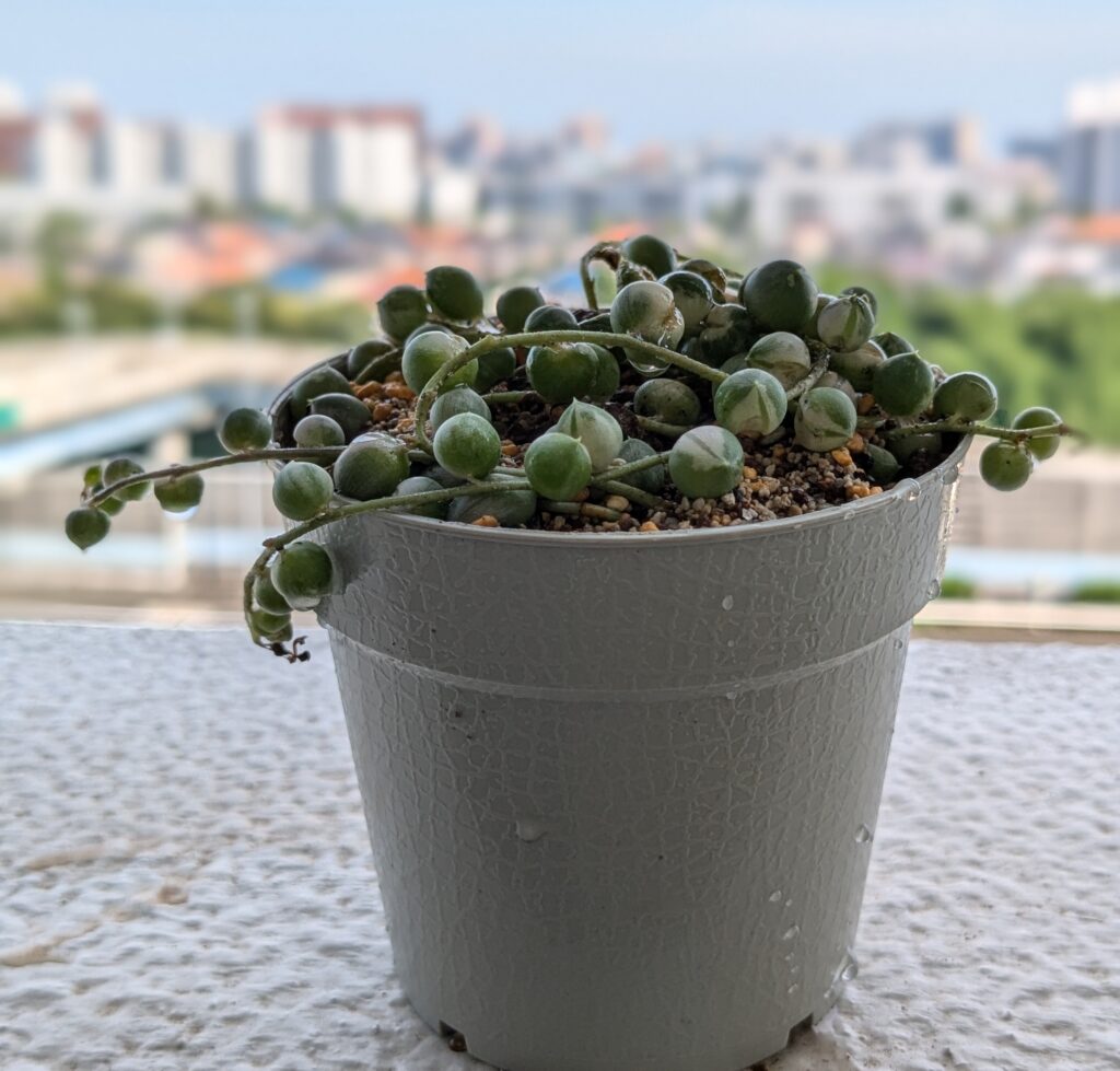 多肉植物グリーンネックレスの特徴と植え替えについての説明