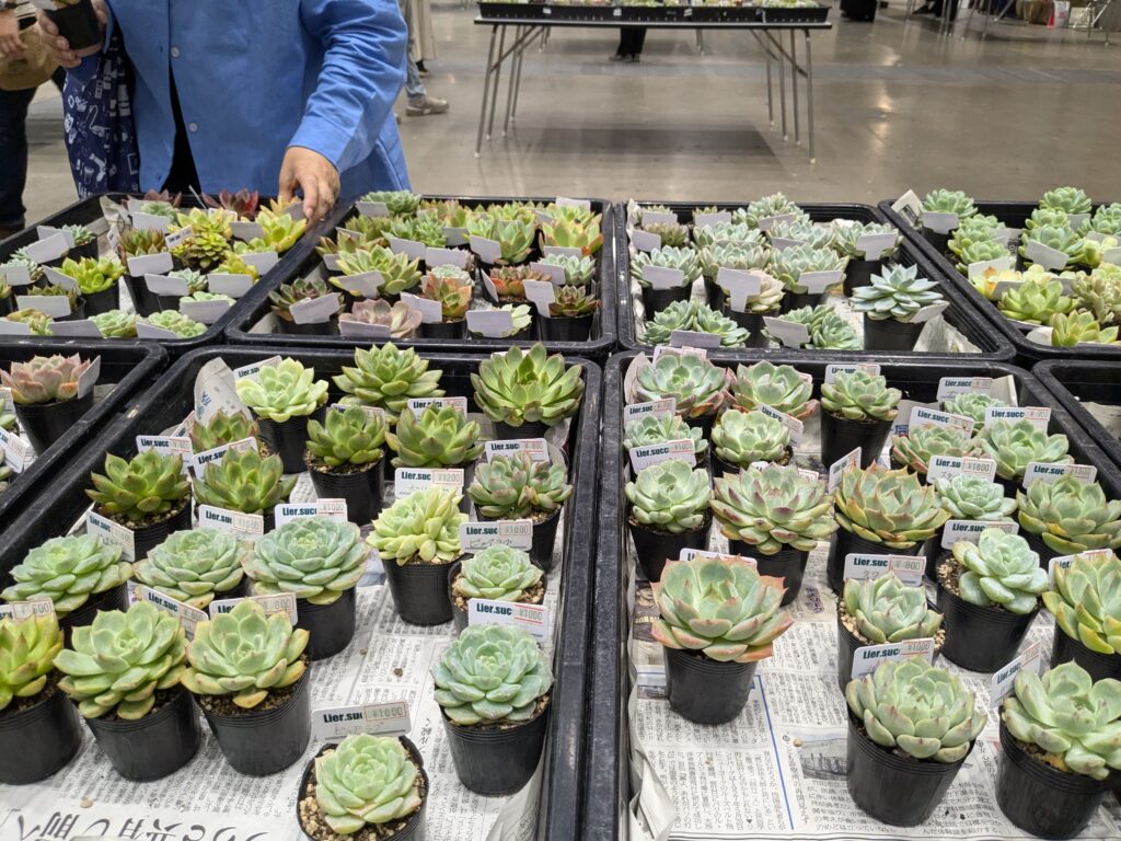 多肉植物のイベントの様子