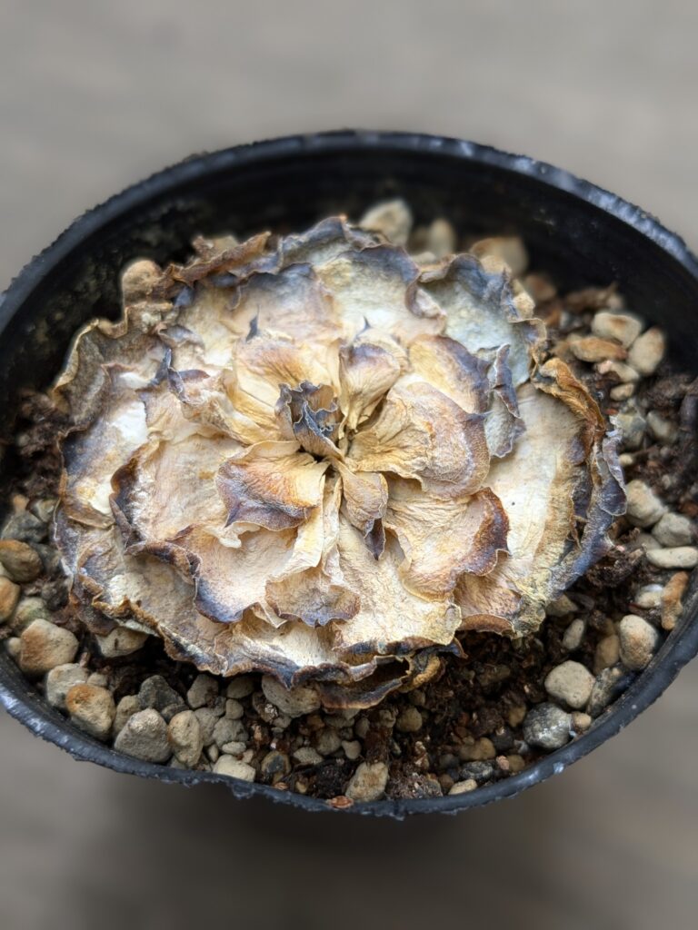 猛暑の影響を受けダメにしてしまった多肉植物