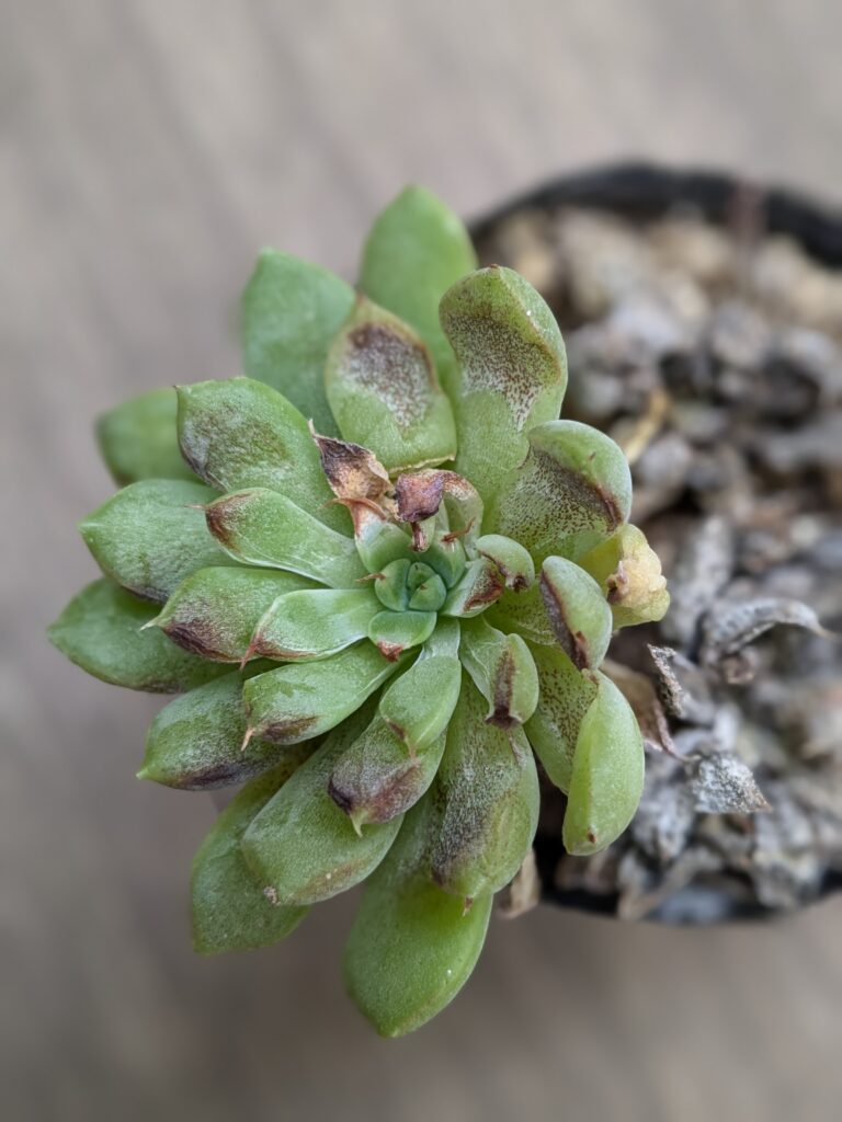 猛暑の影響を受けてしまった多肉植物