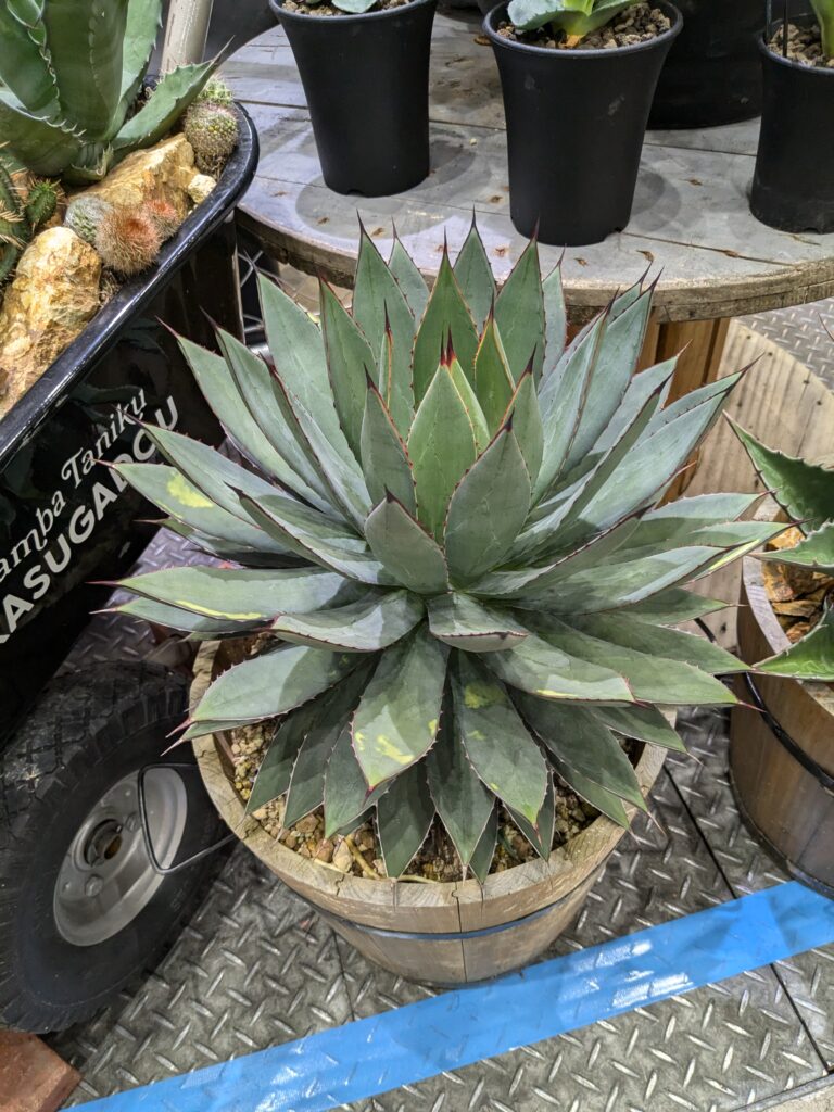 多肉植物
イベント
アガベ