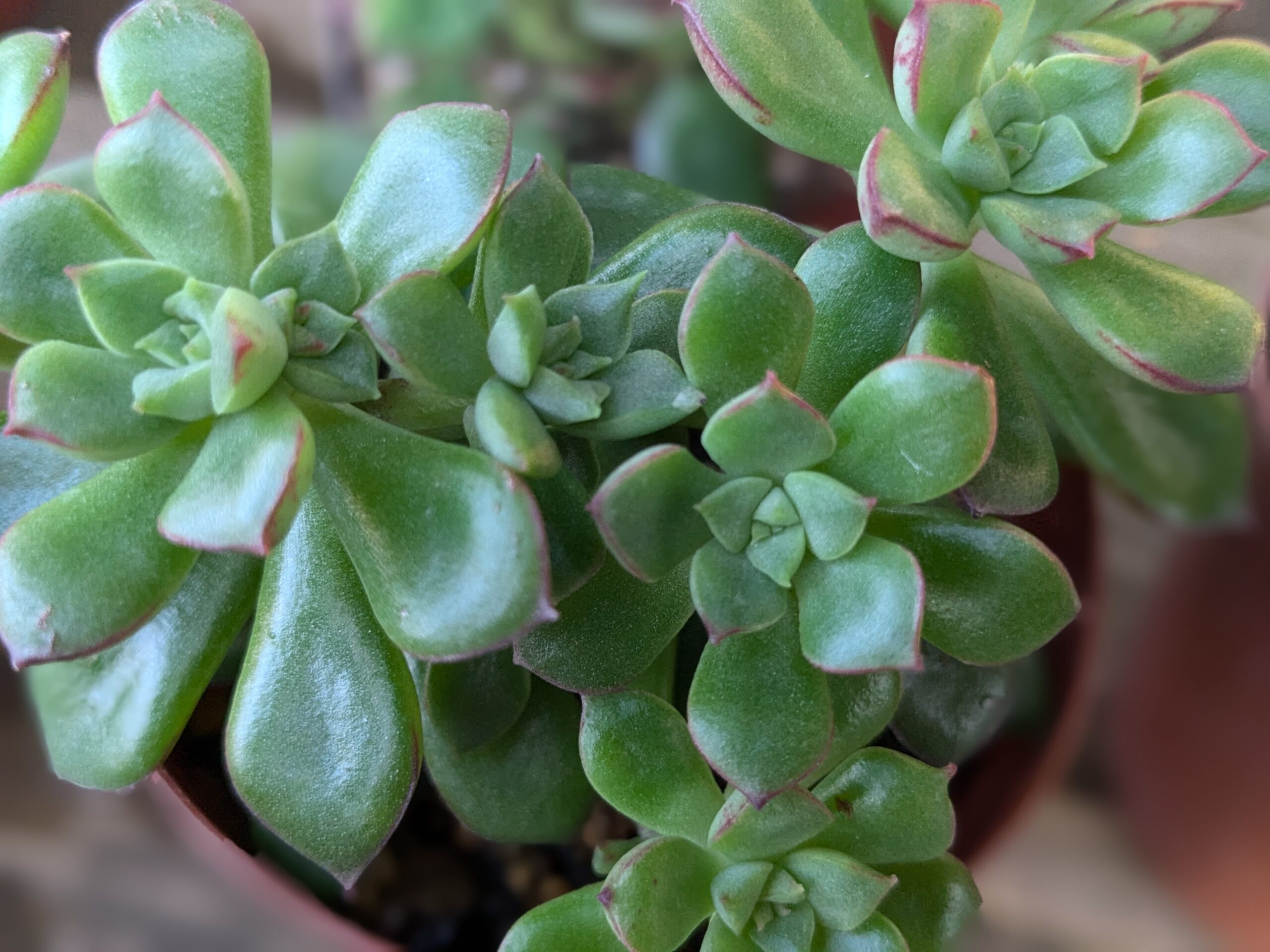 初心者さん集合！】百均の多肉植物で始める簡単グリーンライフ｜選び方