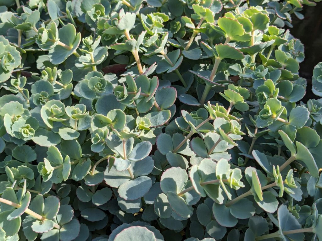 多肉植物の魅力