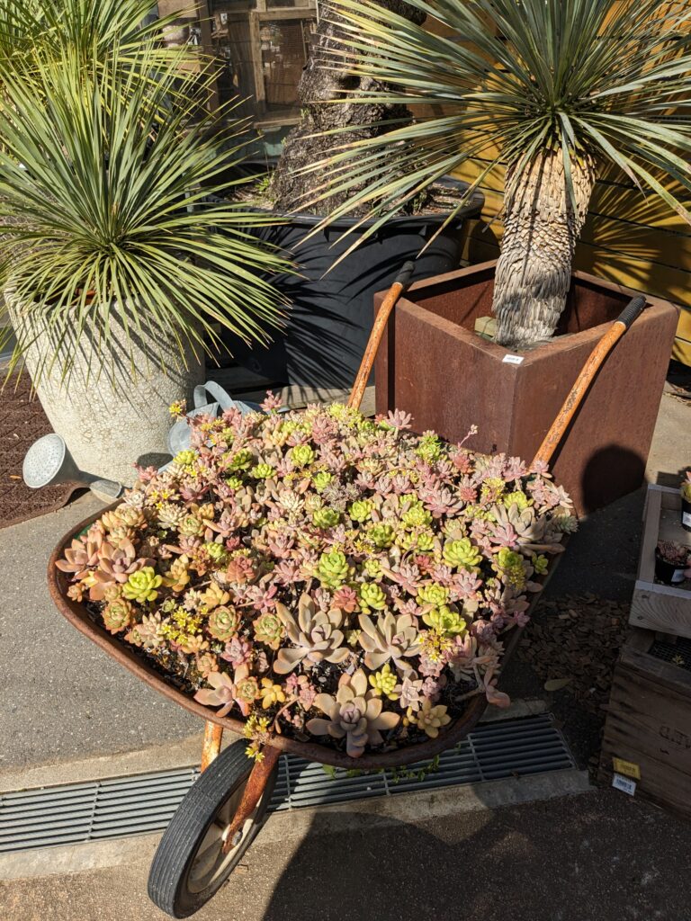 多肉植物の魅力を伝えたい