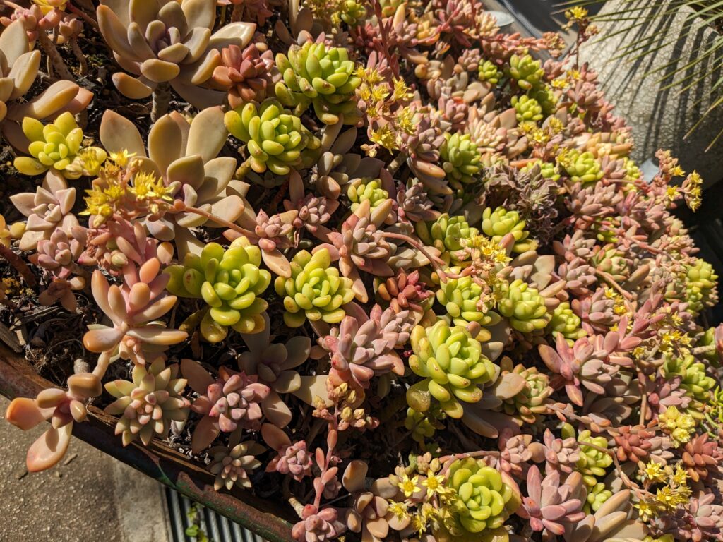 多肉植物の春