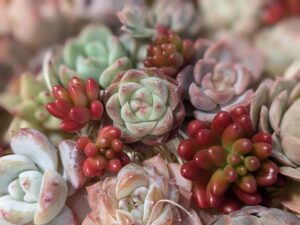 多肉植物の魅力を伝えたい