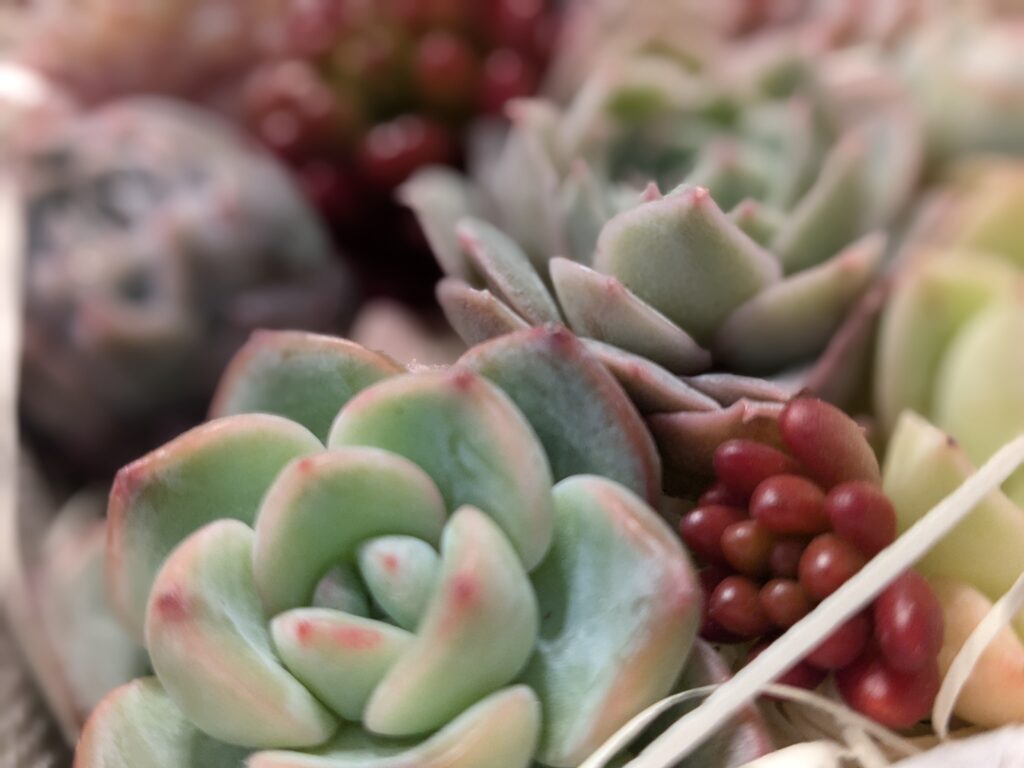 多肉植物の魅力を伝えたい