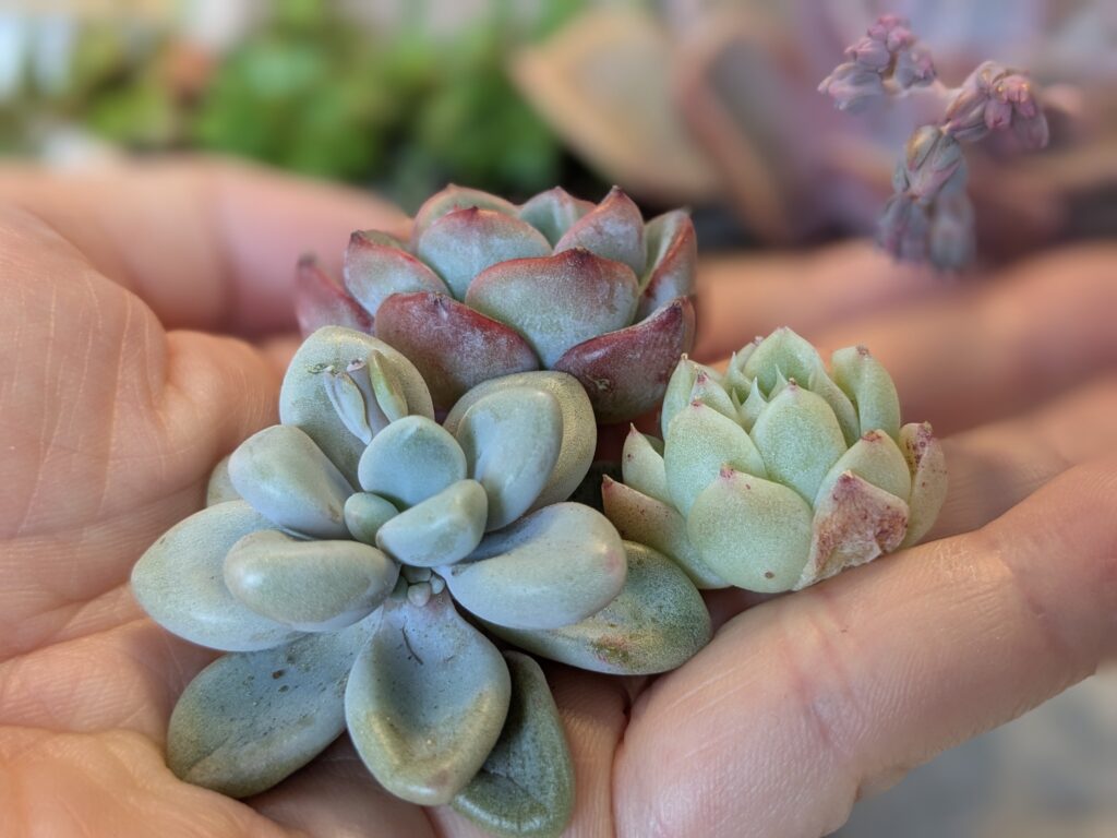 多肉植物の魅力を伝えたい