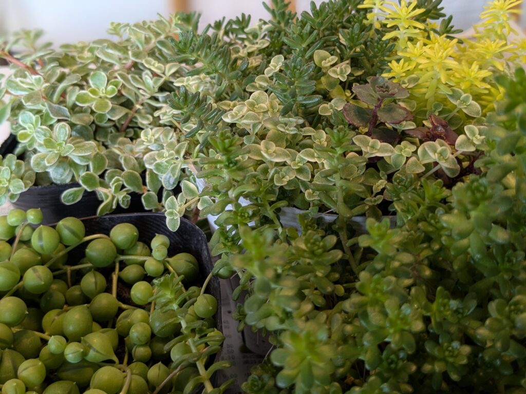 多肉植物を育ててみよう