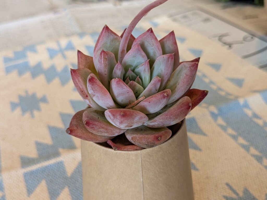 お気に入りの多肉植物を探してみよう