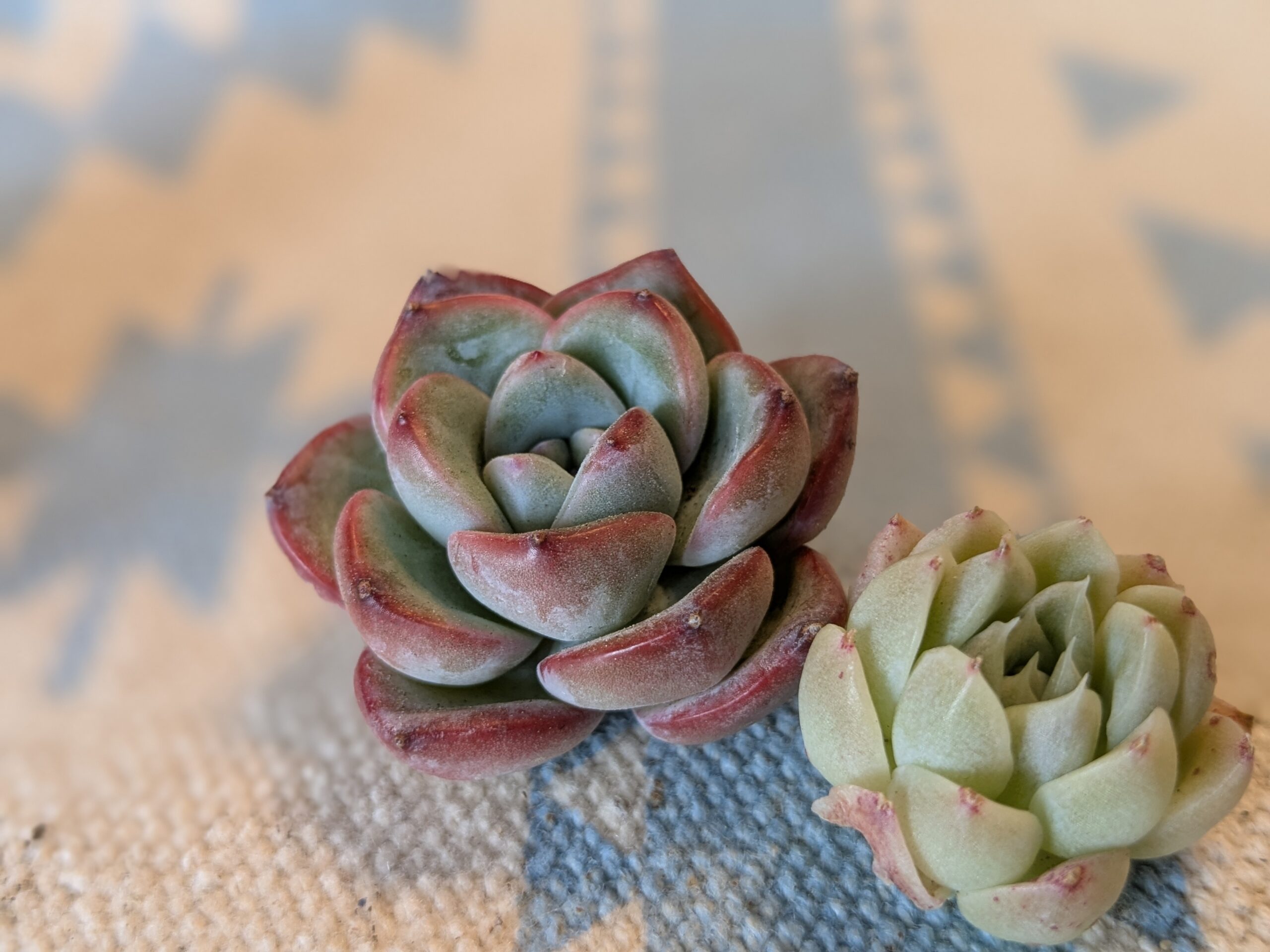 多肉植物って難しい？大丈夫！初心者さんこそ楽しめる！ぷにぷに癒やし