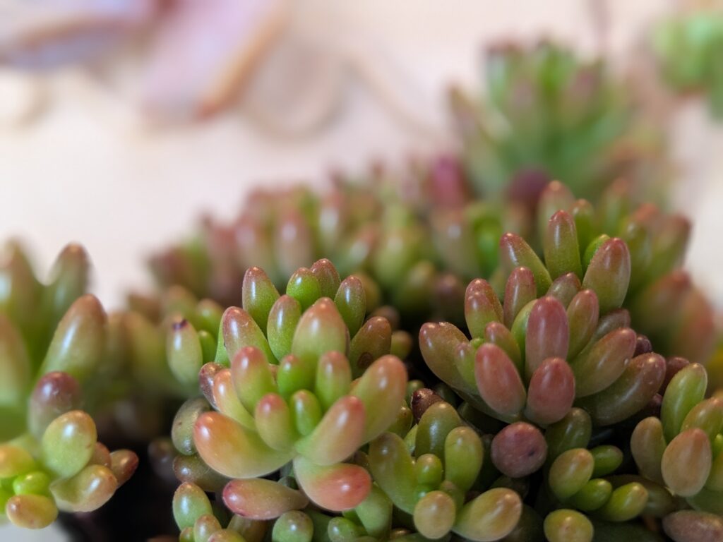 ぷくぷく可愛い多肉植物 虹の玉