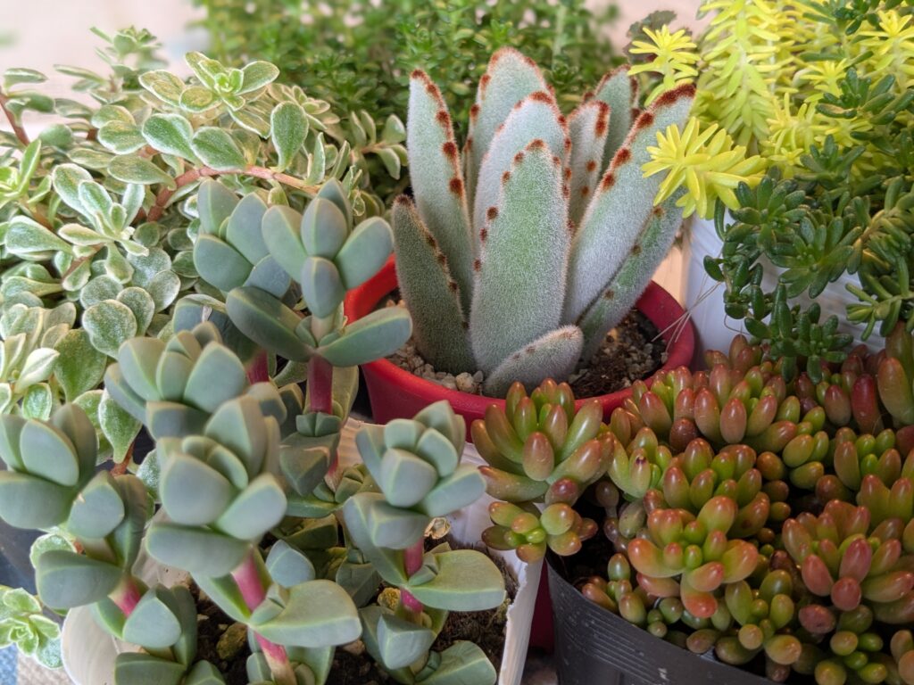 多肉植物の魅力を伝えたい