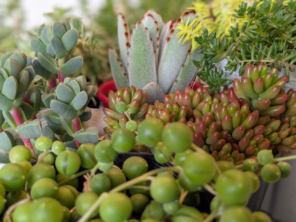 多肉植物の魅力を伝えたい