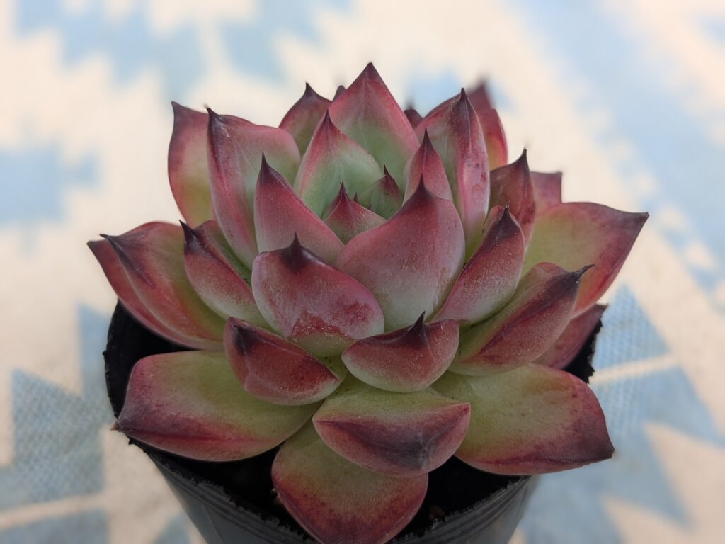 多肉植物を育てるためには