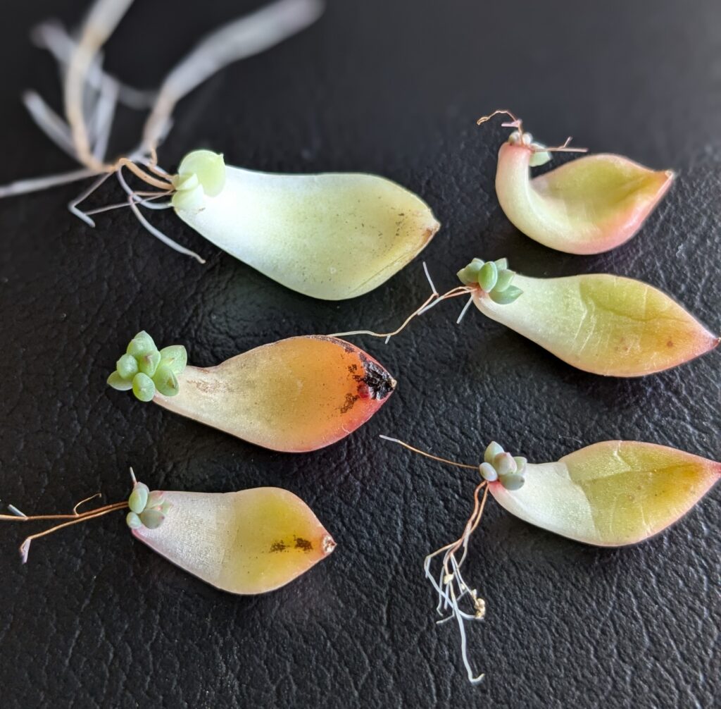 多肉植物を葉挿しで増やす