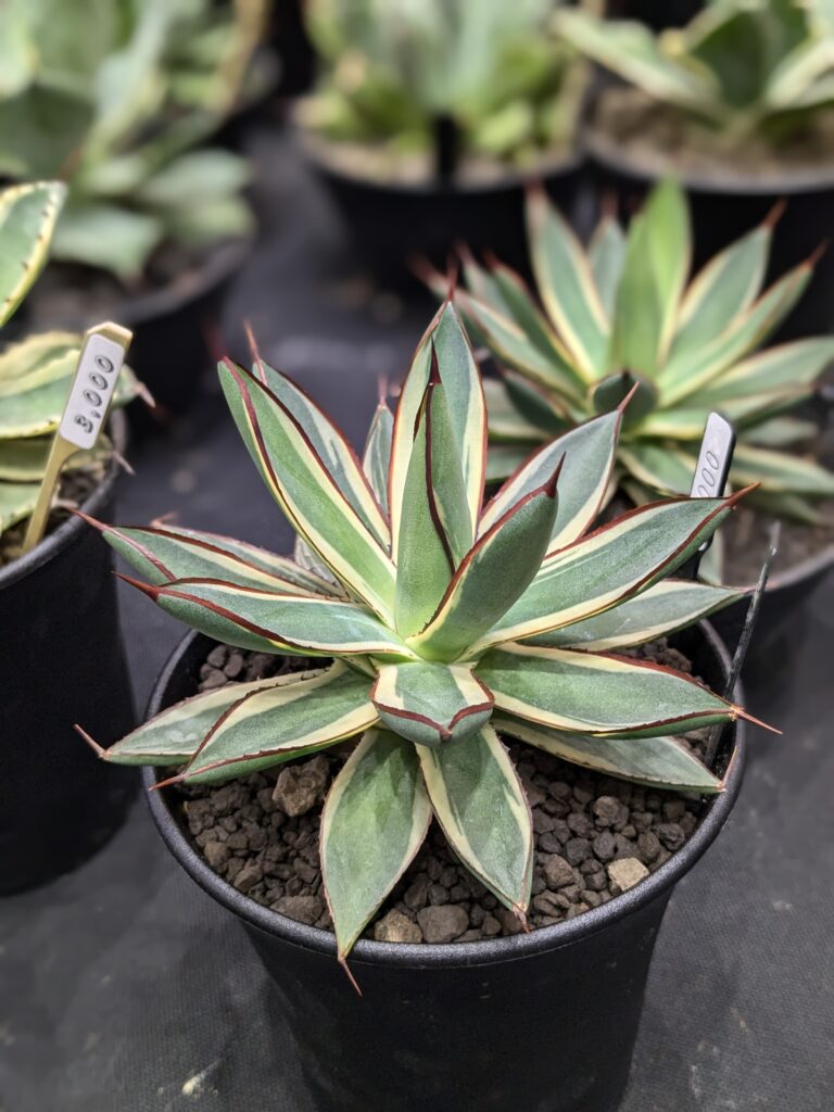 多肉植物アガベの魅力