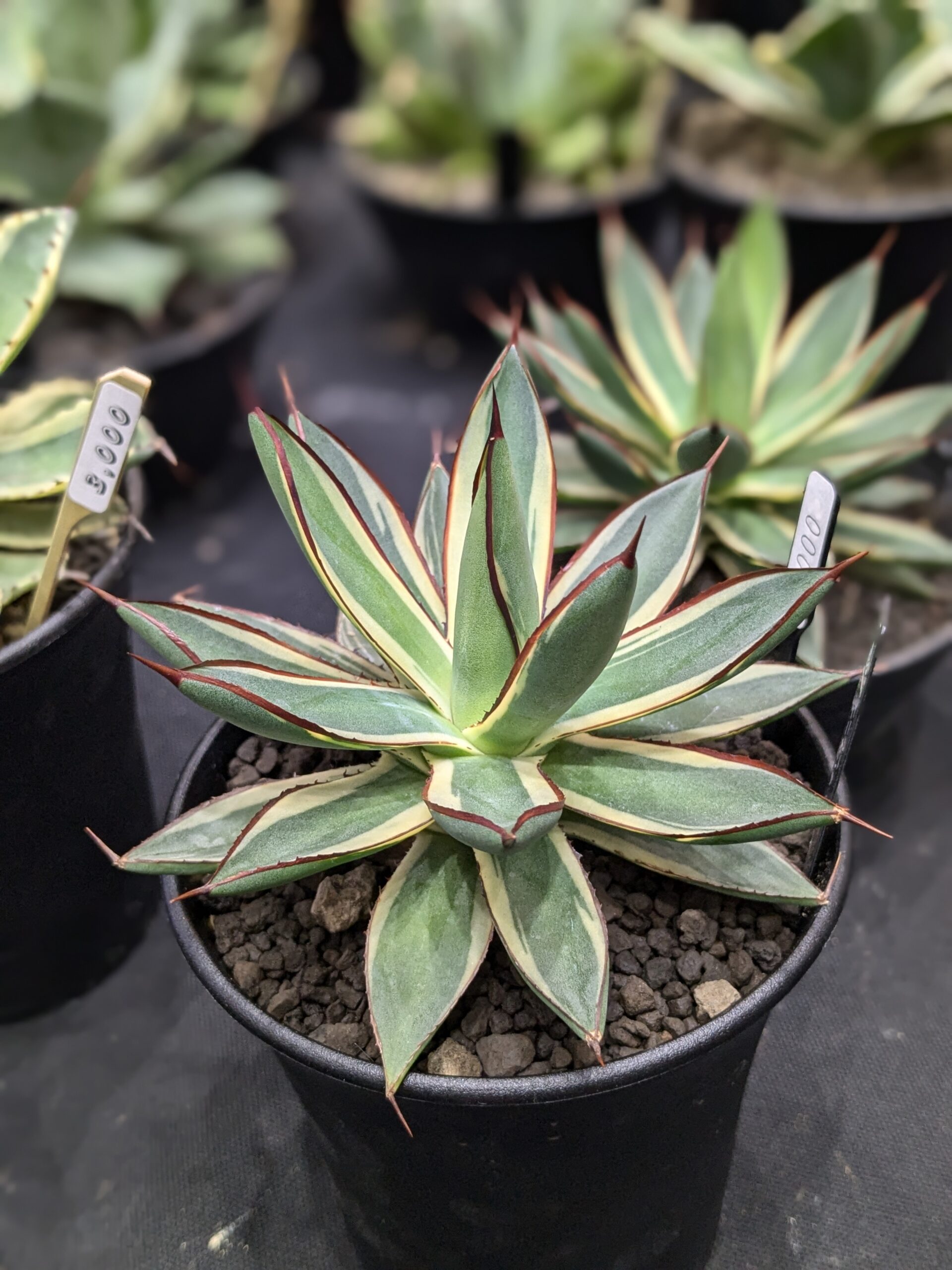 2025年も人気沸騰！オトナ男子を虜にするアガベの魅力と後悔しない