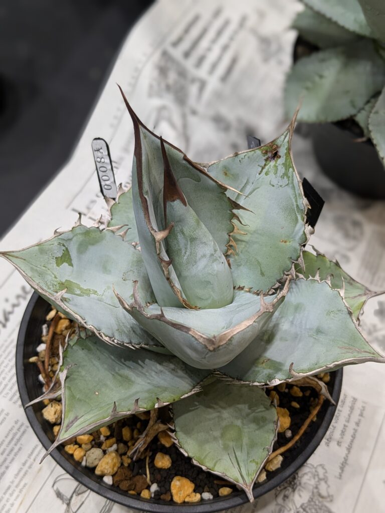多肉植物アガベ