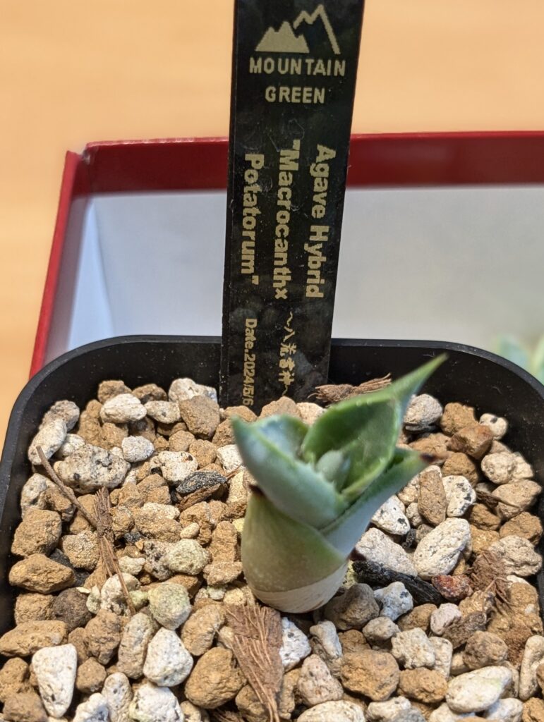 多肉植物アガベの赤ちゃん