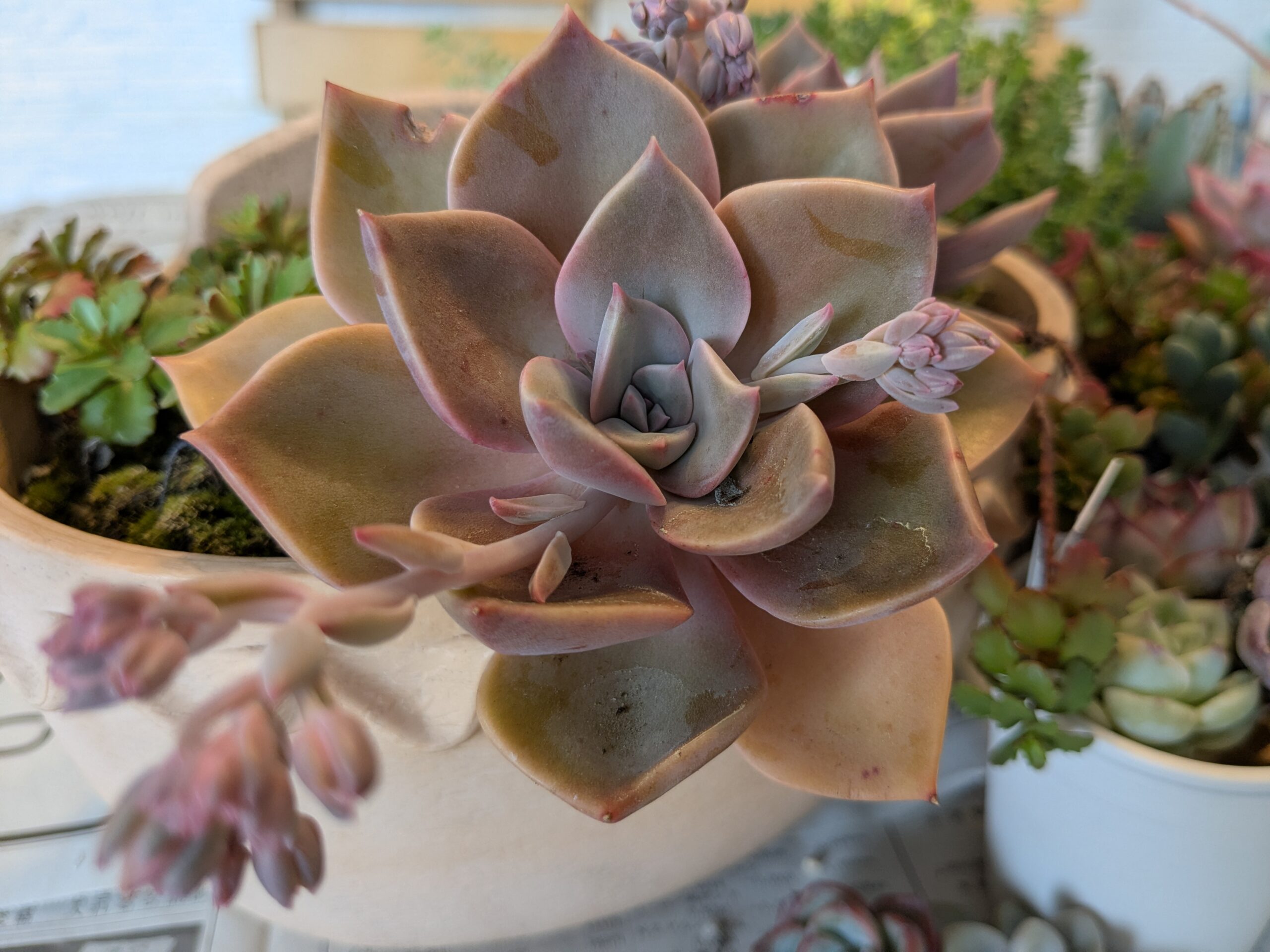 Top【選抜株】多肉植物　264058メドゥーサー綴化　12個　鉢無し/脱土 クロトジ（黒兎耳）カランコエの人気種！ツキトジと比べ茶褐色