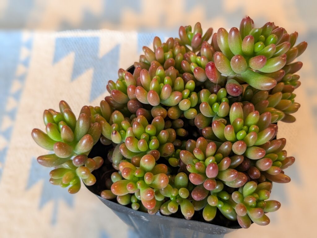 多肉植物 虹の玉