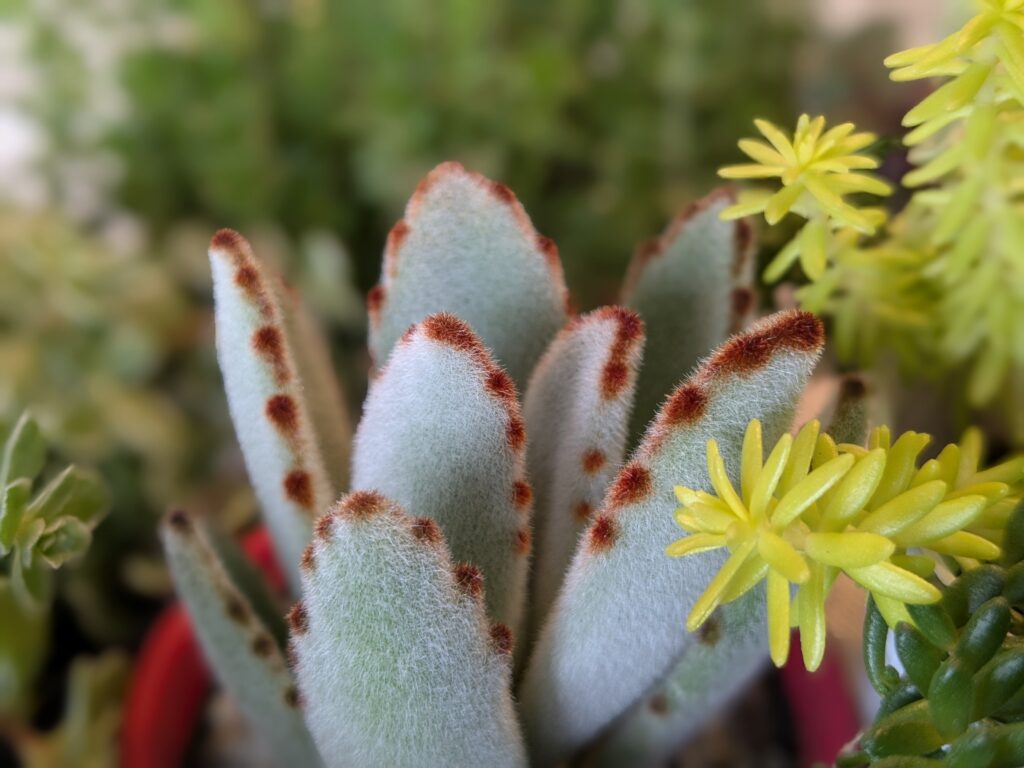 多肉植物 月兎耳