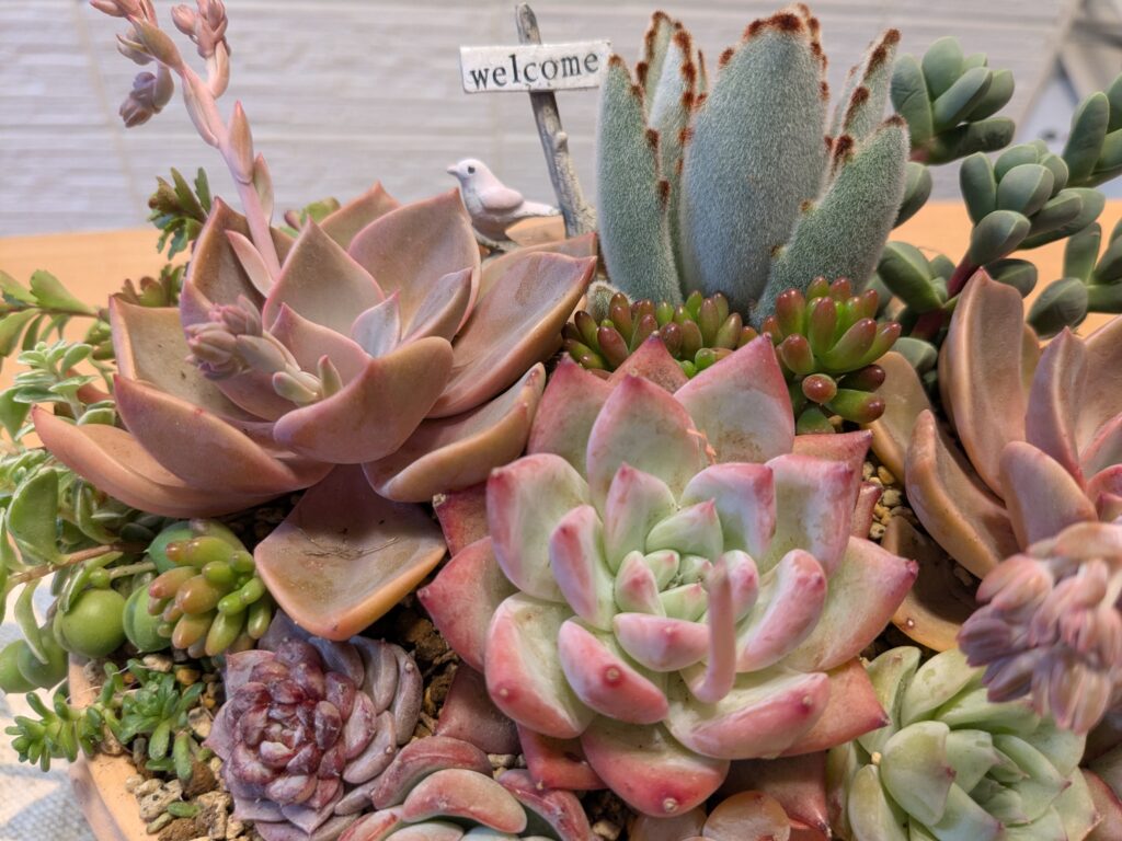 多肉植物の魅力を伝えたい