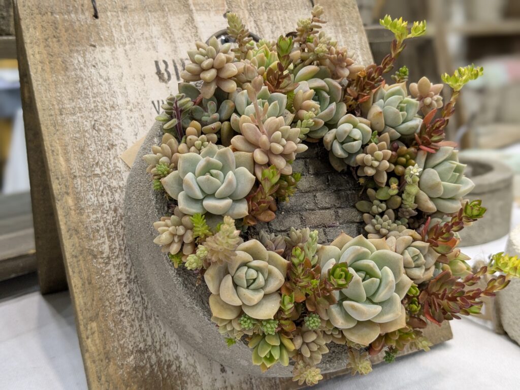 多肉植物のイベント