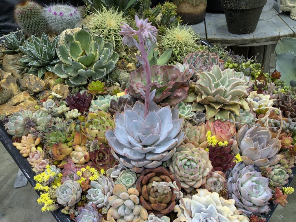 多肉植物のイベント会場での展示
