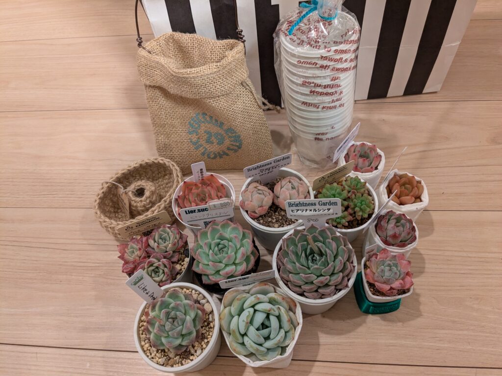 多肉植物のイベント
多肉狩りでお迎えした子たち