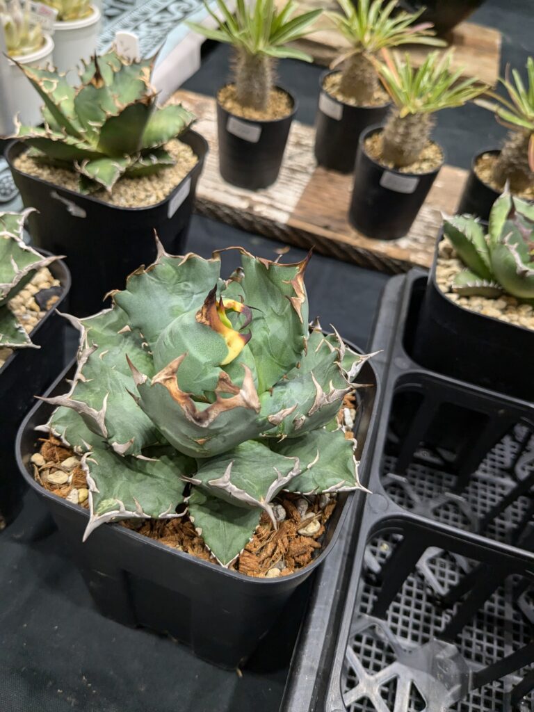 多肉植物イベント アガベの魅力を伝えたい
