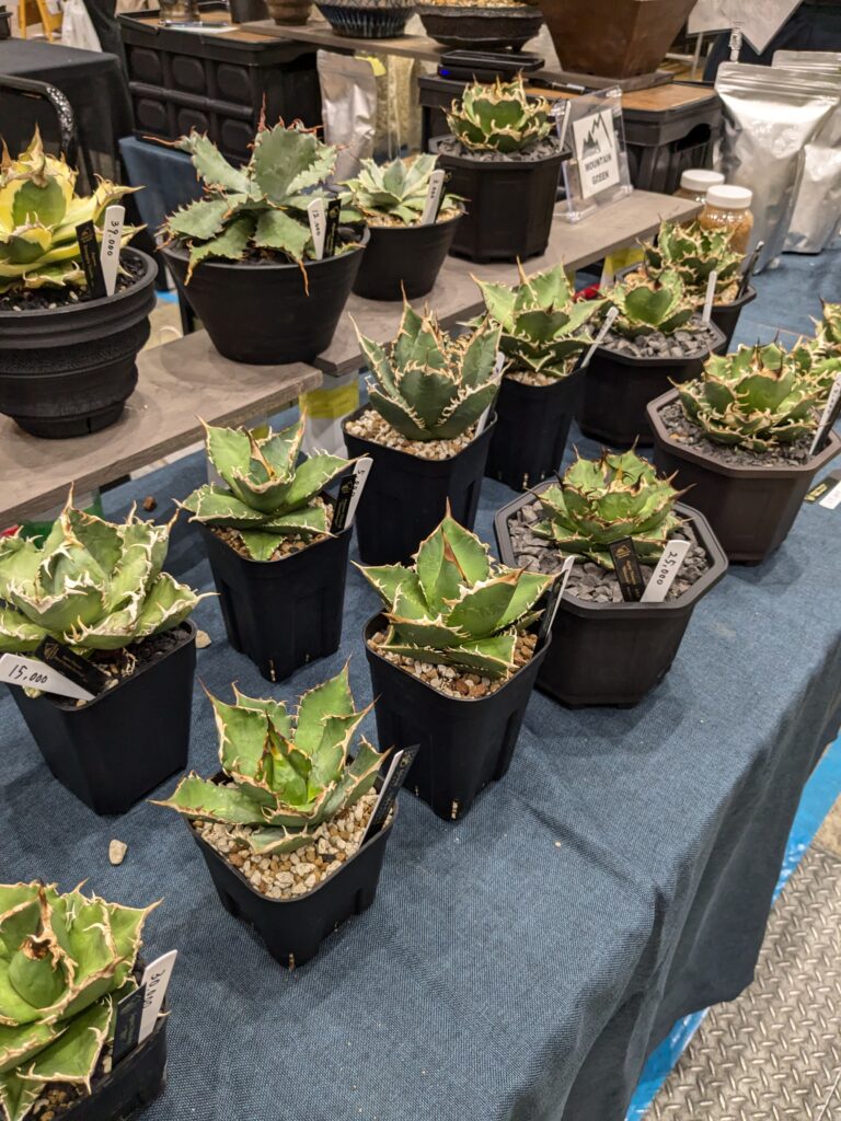 多肉植物イベント アガベの魅力を伝えたい