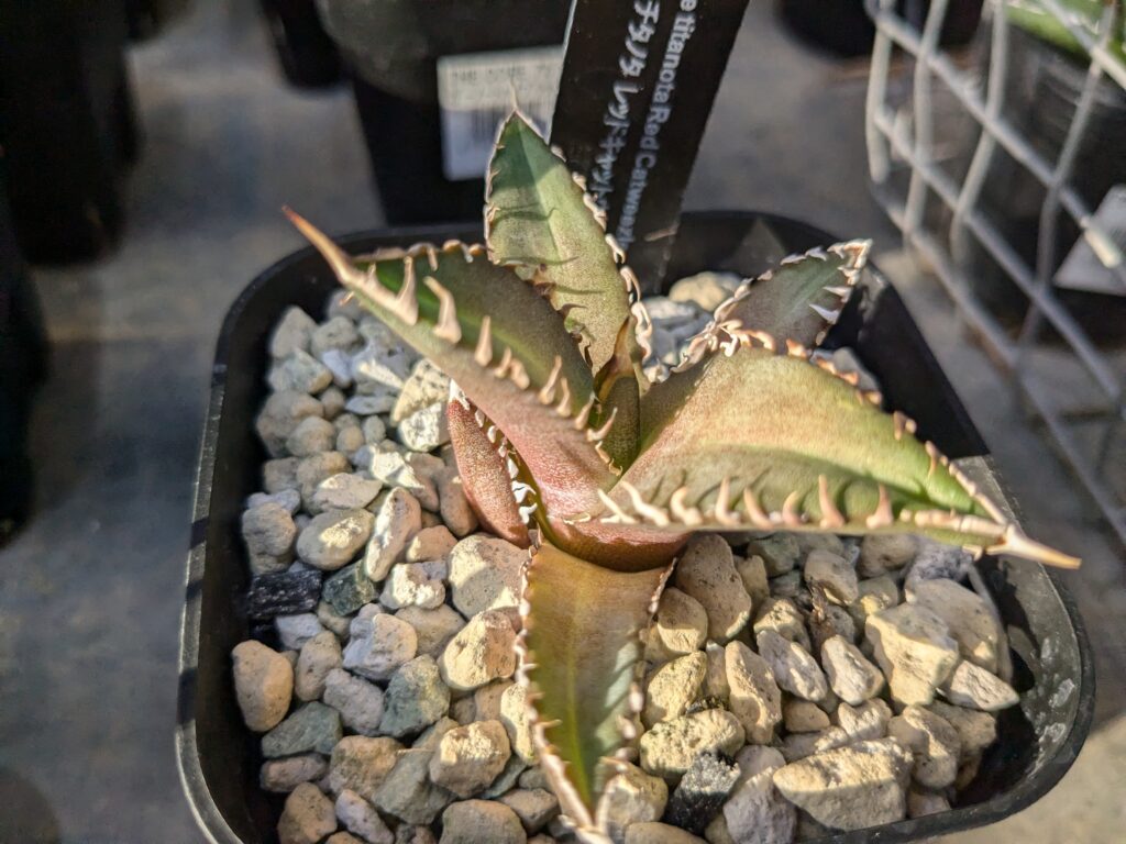 多肉植物アガベの魅力を伝えたい