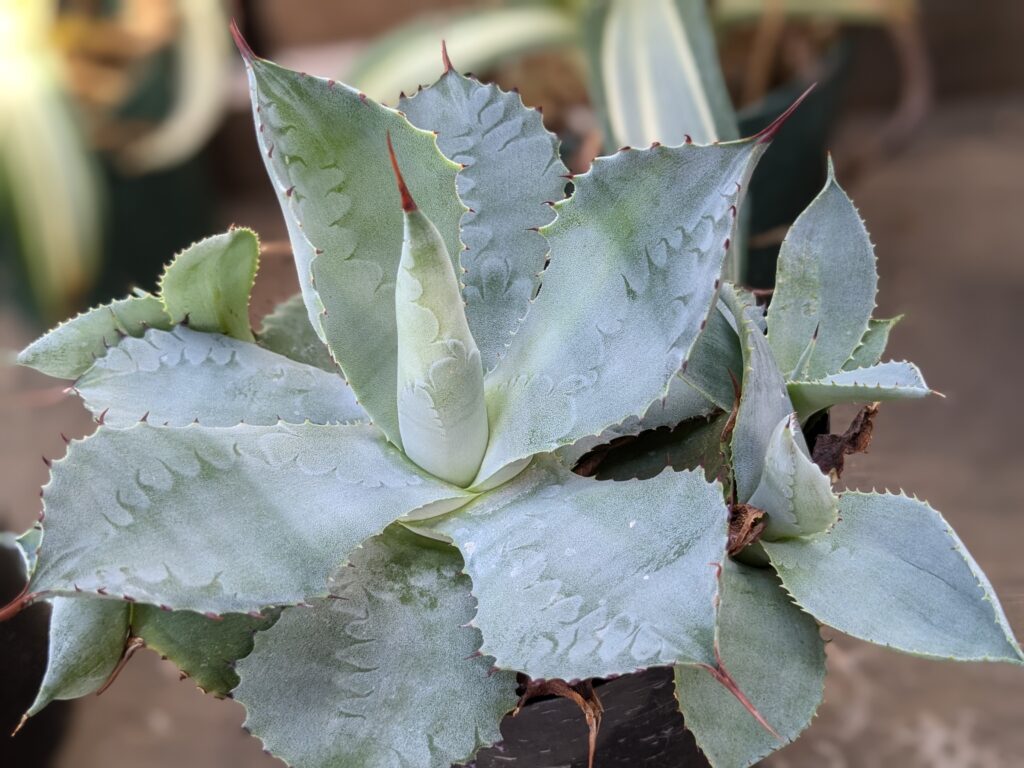 多肉植物アガベの魅力を伝えたい