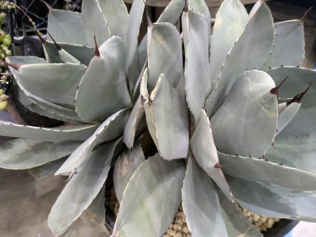 多肉植物アガベ