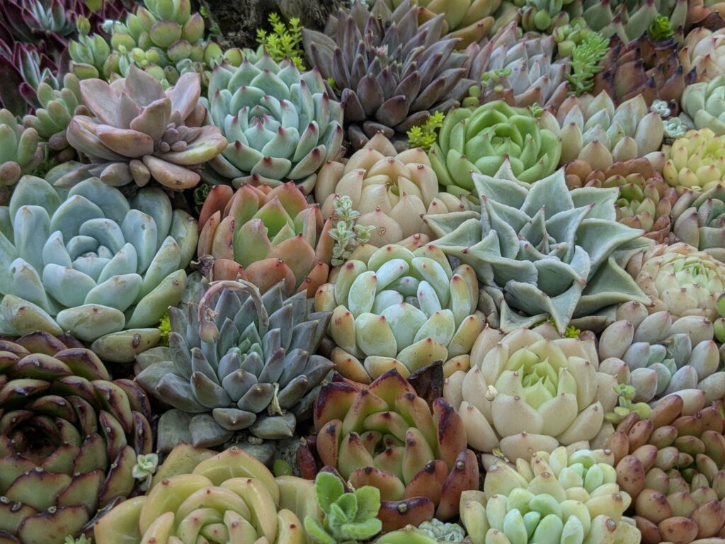 多肉植物の魅力を伝えたい