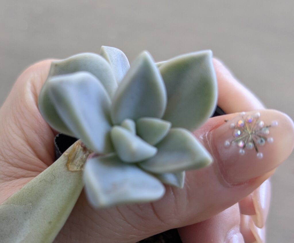 多肉植物の魅力を伝えたい
