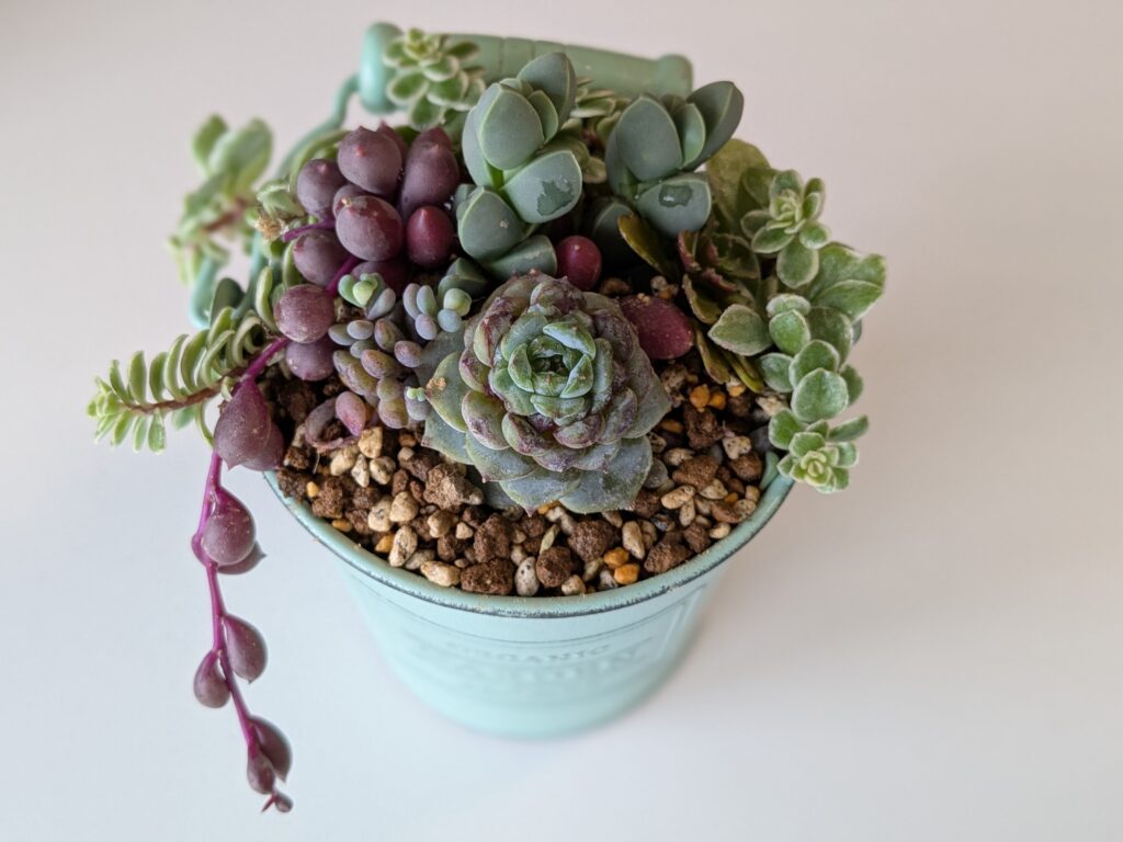 多肉植物のタニクランドリエル