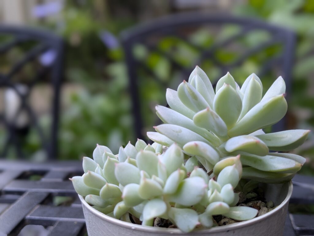 多肉植物の魅力を伝えたいタニクランドリエル