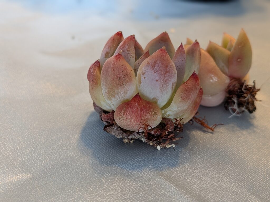 多肉植物を増やそう