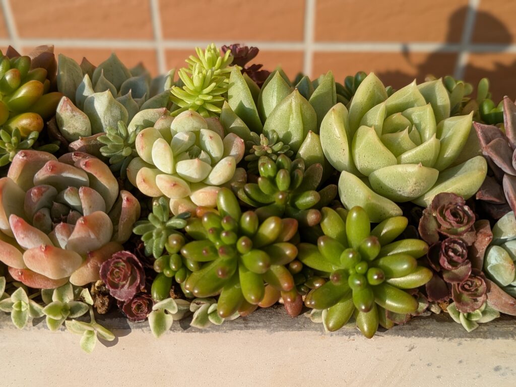 多肉植物の寄せ植え