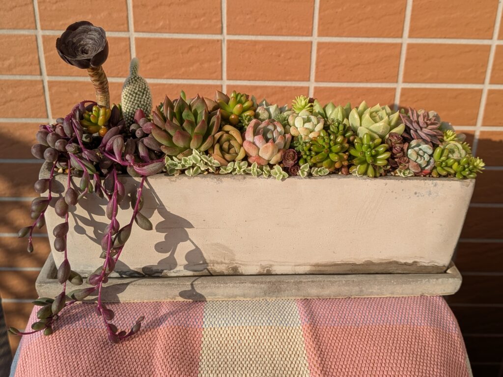多肉植物の寄せ植えを楽しむ