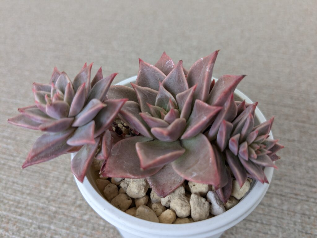 多肉植物を楽しむ