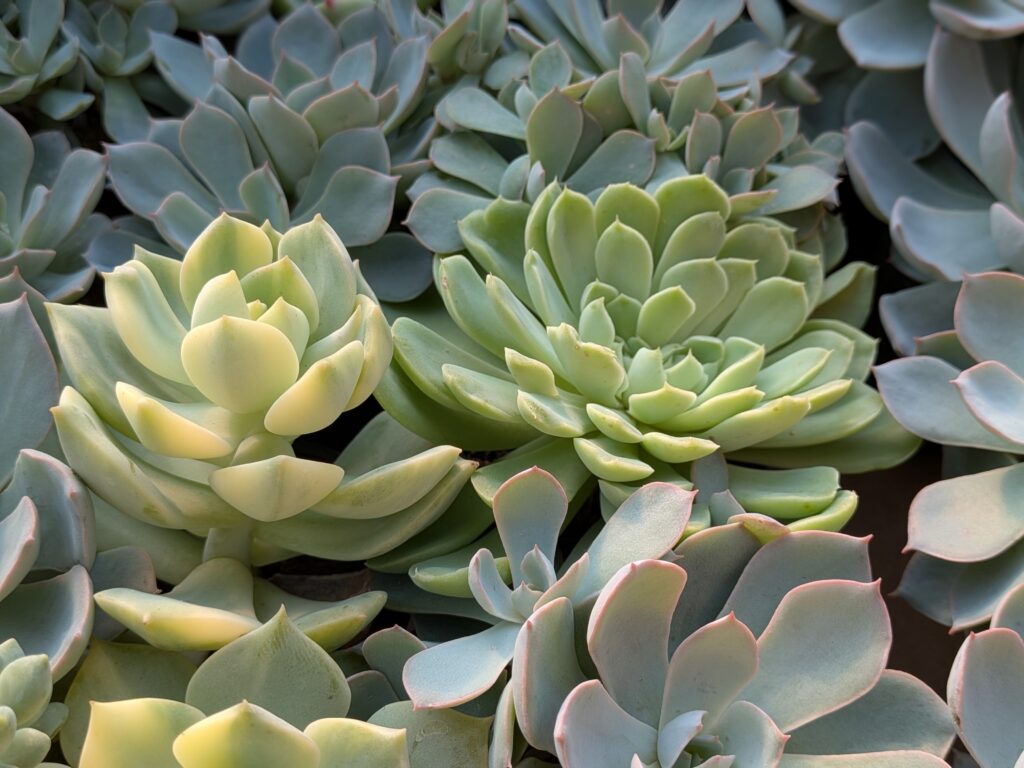 秋の多肉植物を楽しむ