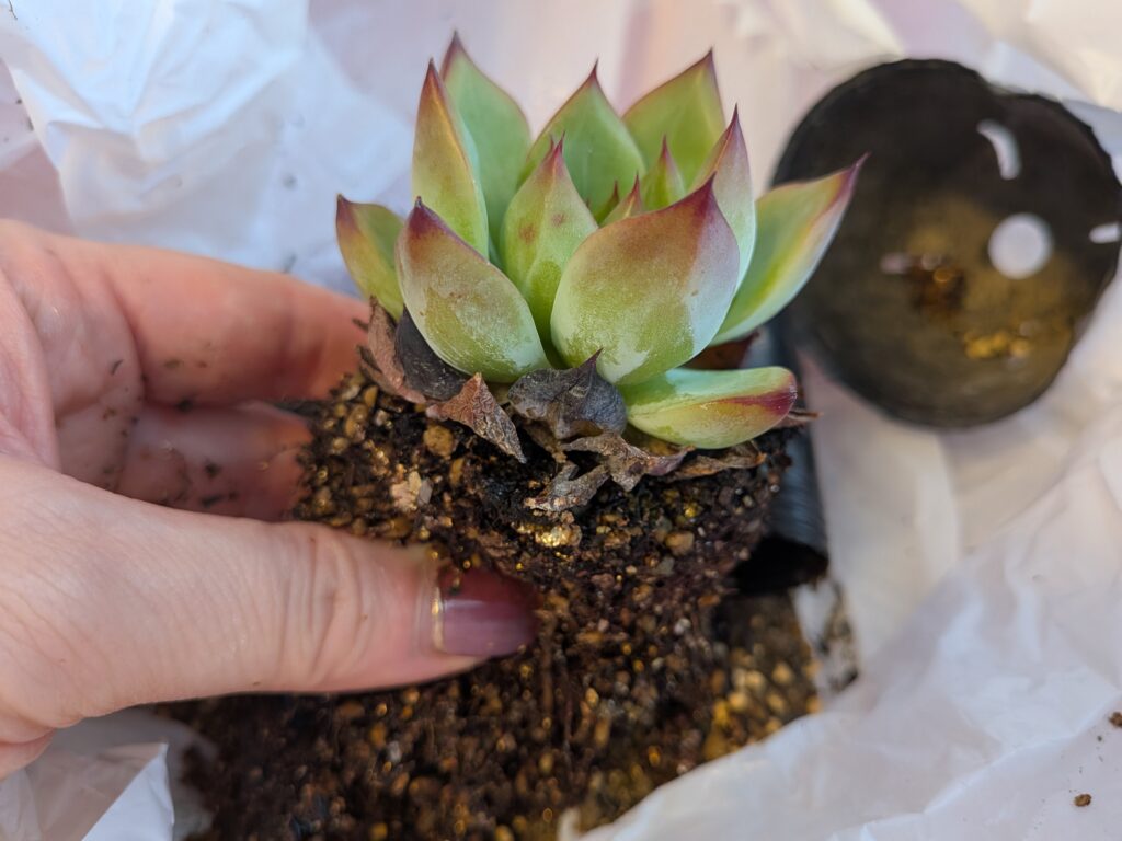 多肉植物の植え替え