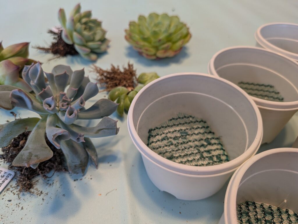 多肉植物の植え替え