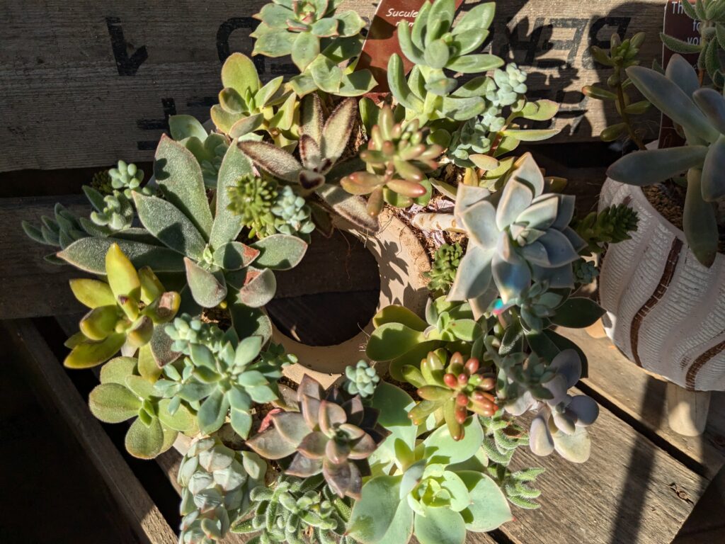 多肉植物の魅力を伝えたい
