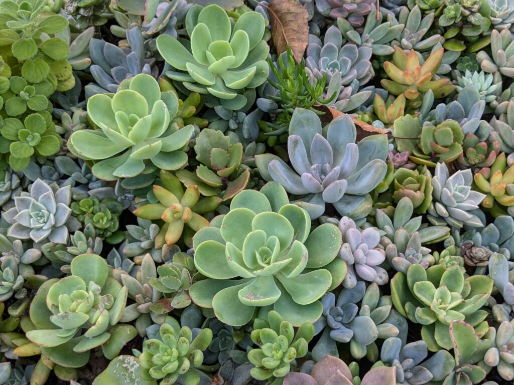多肉植物情報をステキに繋げる